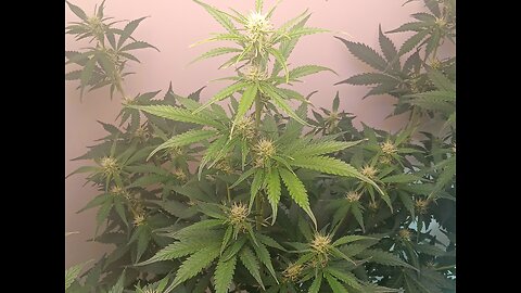 Gorilla Cookies week 5 day 6