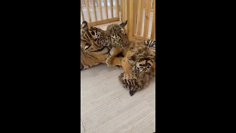 A place where little tiger cubs grow and learn.