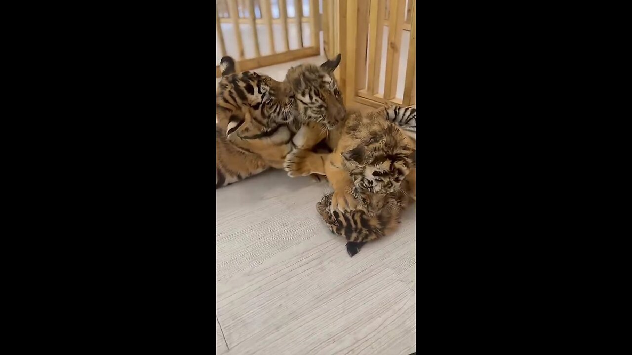 A place where little tiger cubs grow and learn.