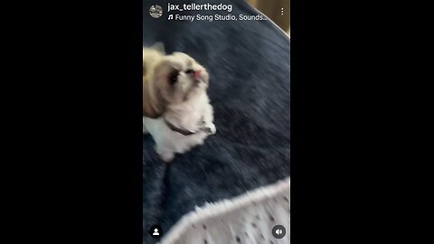 doggy do's