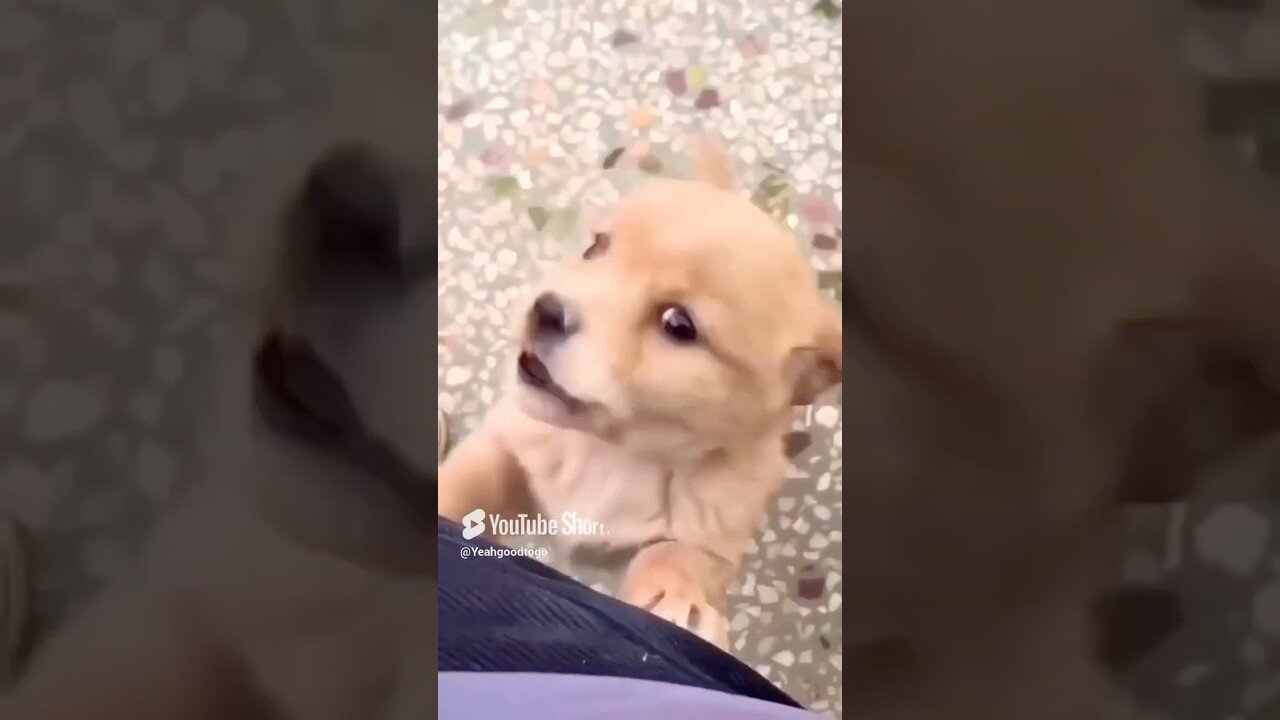 The puppy crying Baby dog. #wildlife #new #puppy #short