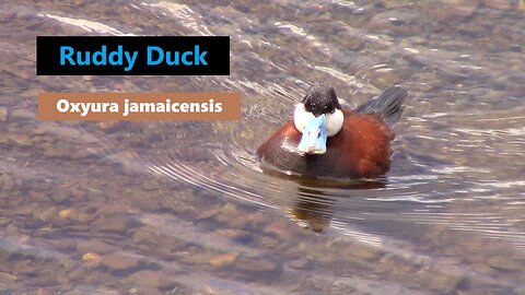 Ruddy Duck-Oxyura jamaicensis