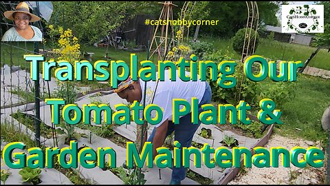 Transplanting Our Tomato Plant & Garden Maintenance - #catshobbycorner #gardening #tomatoes