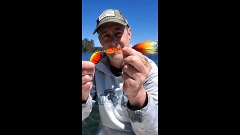 Esox Tiger Tail