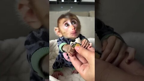 Happiness is as simple as a baby monkey’s sweet smile. 🥰✨