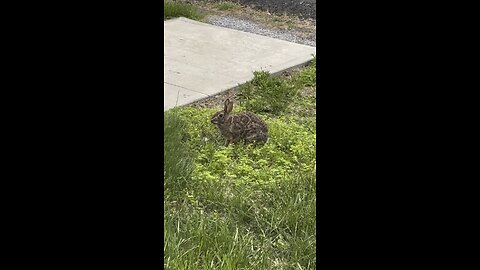 Random Bunny Feasting