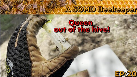 SOMD Beekeeping ep: 20 - 2 week inspections