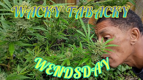 Wacky Tacky Wednesday: Joints & Rasslin'