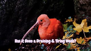 MEDITATE & RELAX HERE WITH THIS SMOOTH PIANO COMBINED WITH ANIMAL IMAGES TO SLOW DOWN YOUR BRAIN