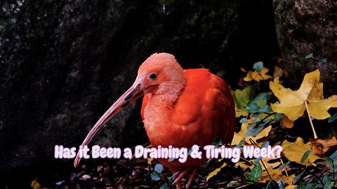 MEDITATE & RELAX HERE WITH THIS SMOOTH PIANO COMBINED WITH ANIMAL IMAGES TO SLOW DOWN YOUR BRAIN