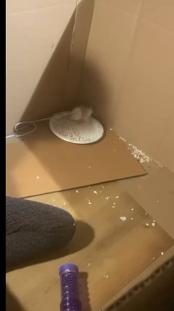 Young Fancy Rats Enid and Wednesday During Free Roam/ Harness Training