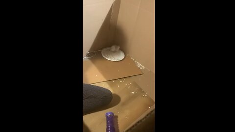 Young Fancy Rats Enid and Wednesday During Free Roam/ Harness Training