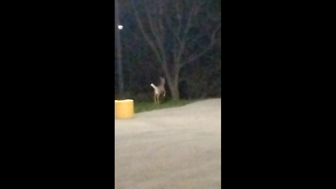 Deer 🦌 run