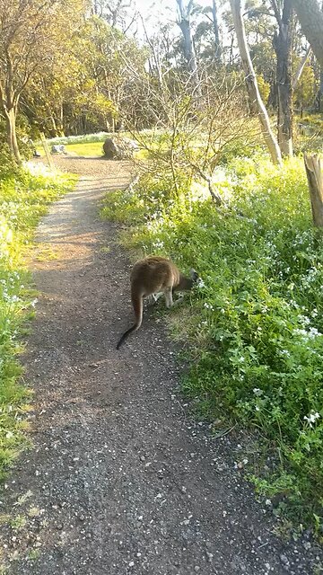 Kangaroo diaries only in Australia
