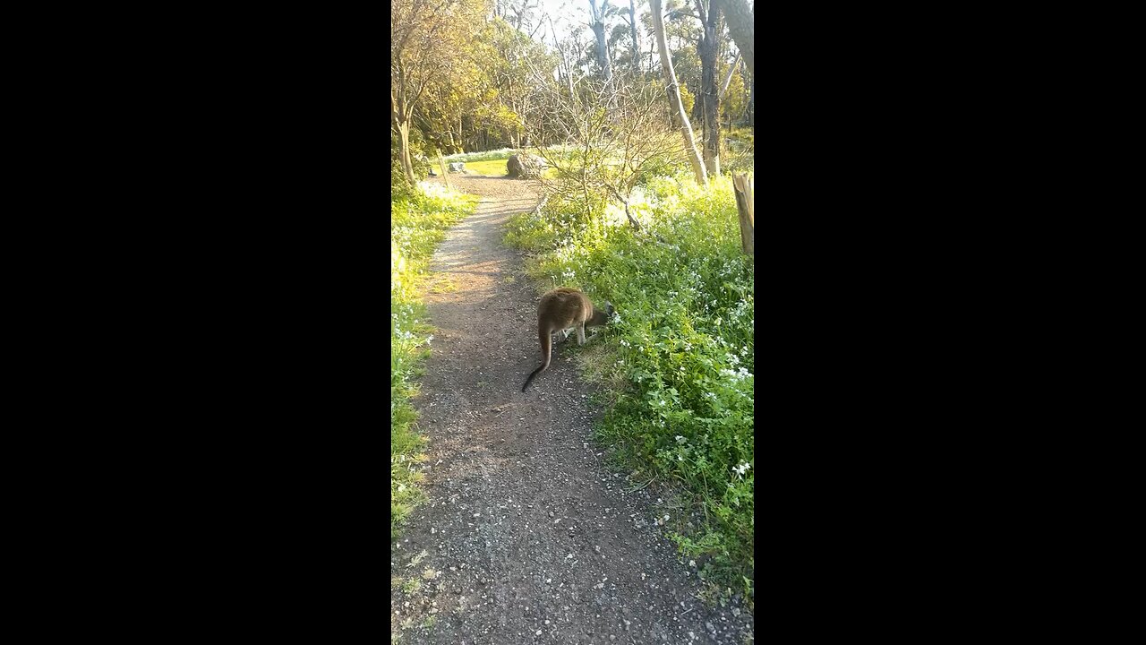 Kangaroo diaries only in Australia