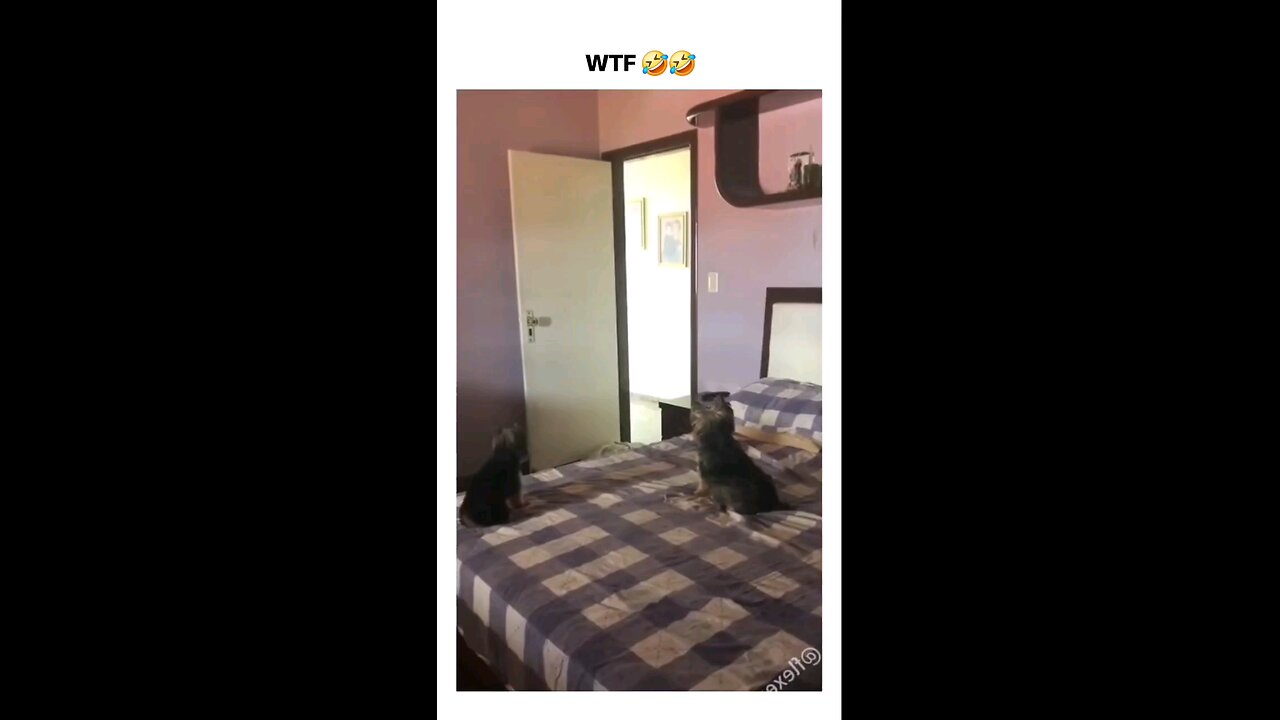Animal funny video 26