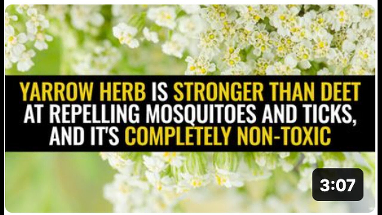 "Yarrow Herb: A Stronger, Non-Toxic Alternative to DEET for Repelling Mosquitoes and Ticks"