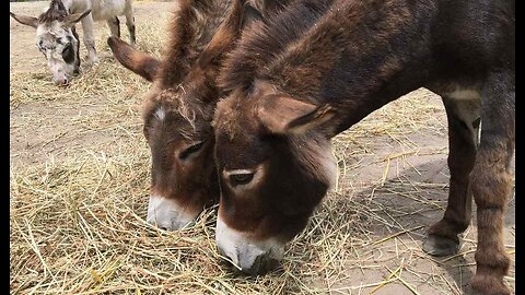 New Mexico Donkey Racers Burro Into the Record Books