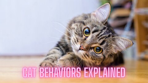 Why Cats Do These 3 WEIRD Things (You Had No Idea!) | AMZG Animals
