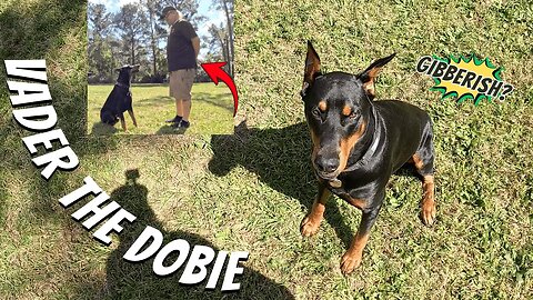 Doberman Training Test: Vader’s Nonverbal Command Run! 🐶🚜