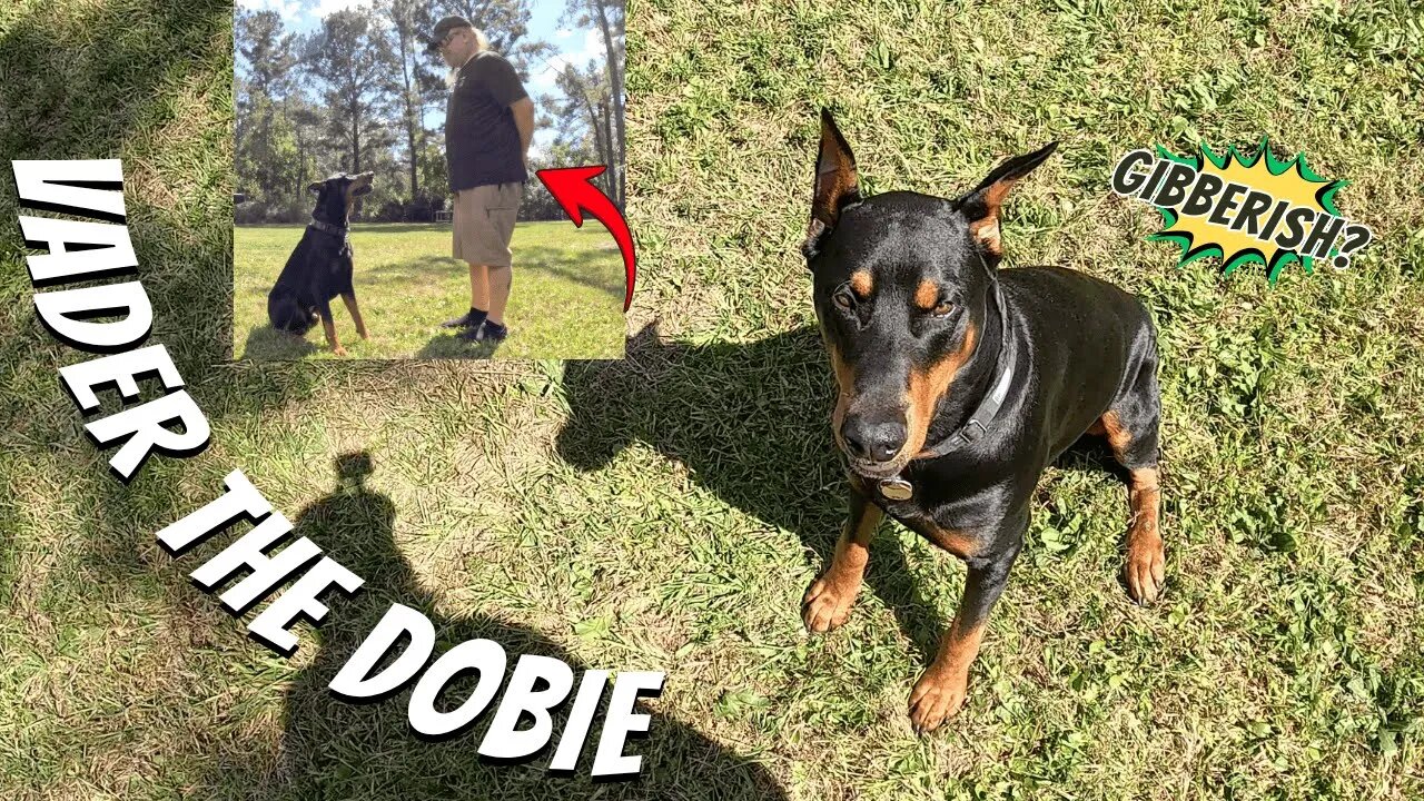 Doberman Training Test: Vader’s Nonverbal Command Run! 🐶🚜