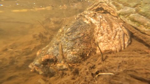 Snapping Turtle