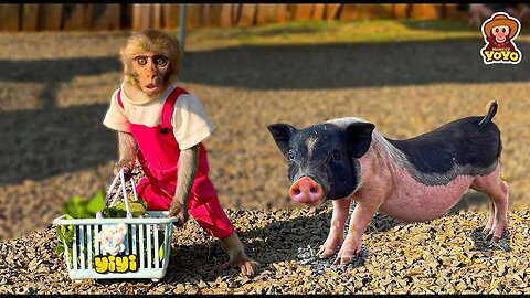 Smart monkey YiYi goes to the market to buy vegetables for piglets
