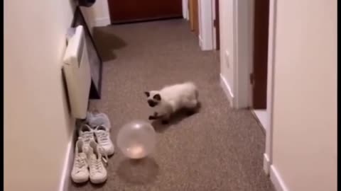 If you are watching this video, know that God has made you the guardian angel of a hungry cat💝