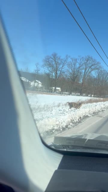 Frozen Dead Deer Stood Upright On Roadside