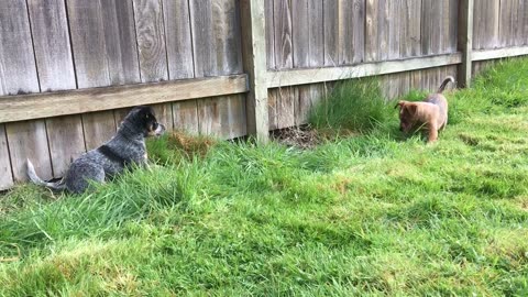pup combat 7
