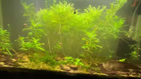 29 Gallon Father Fish Style Aquarium After 10 Months