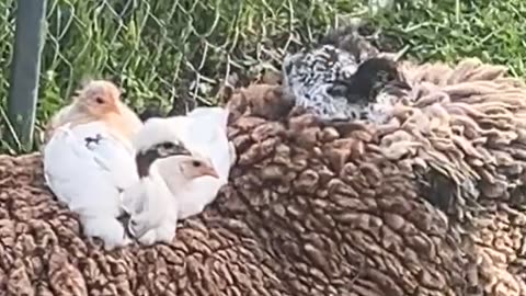 Chickens sitting on a Babydoll