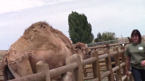 Camel and Babby farms staff member