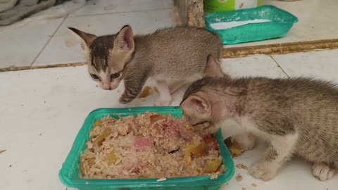 Kittens eat first time