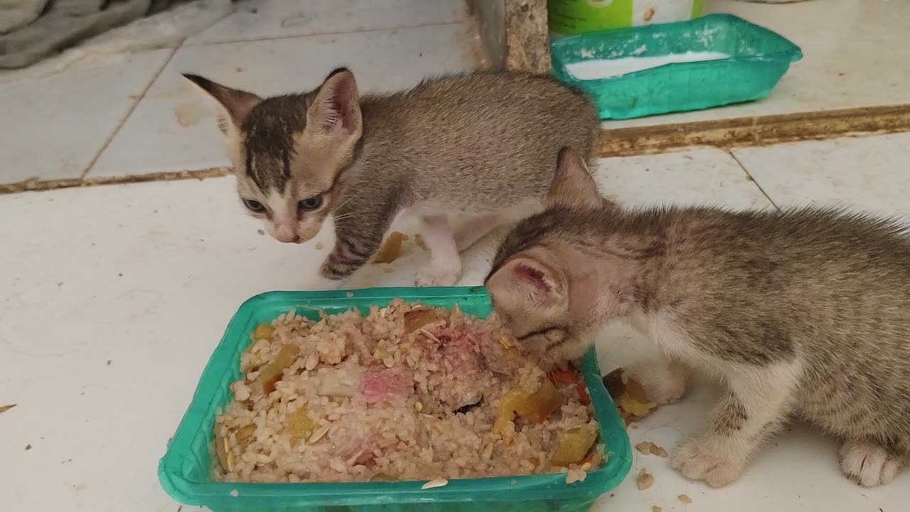 Kittens eat first time