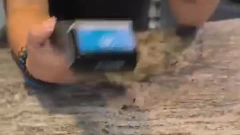 Bancus Testimonio en España