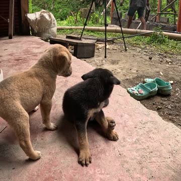 New Puppies at the Farm! 🐶 | Expat Life in the Philippines 🇵🇭
