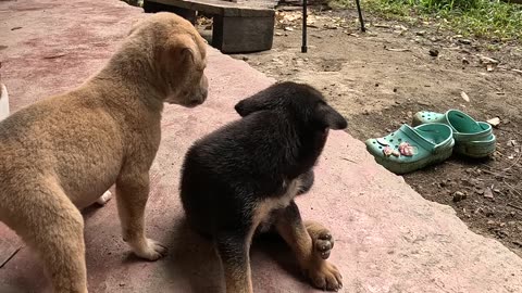 New Puppies at the Farm! 🐶 | Expat Life in the Philippines 🇵🇭