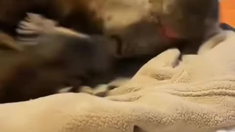 Funny animals
