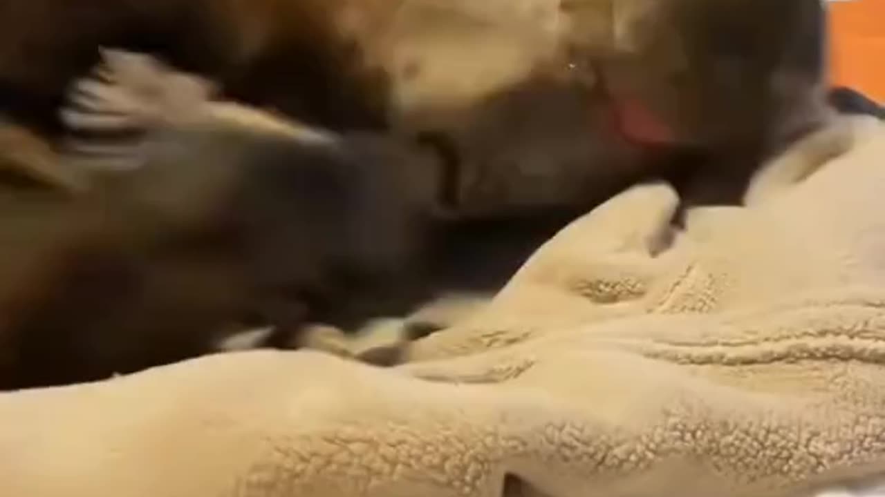 Funny animals