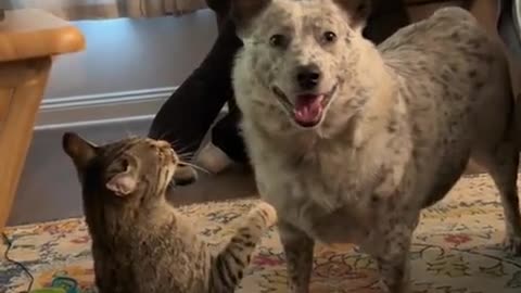 😂🐶 This Dog's Fight is Too Cute! | FunFM