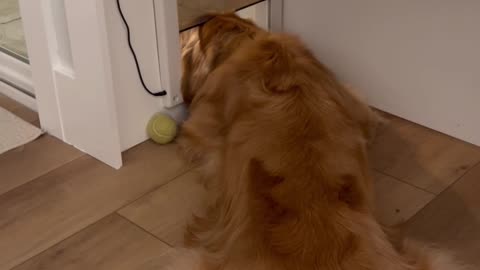 Dog Lets Pet Door Bonk Top Of Head