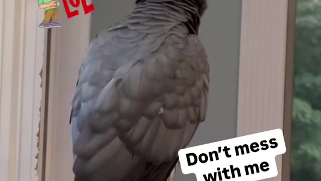 Parrot Tells Alexa She's Crazy – 'Don't Play With Me!' 😂🦜