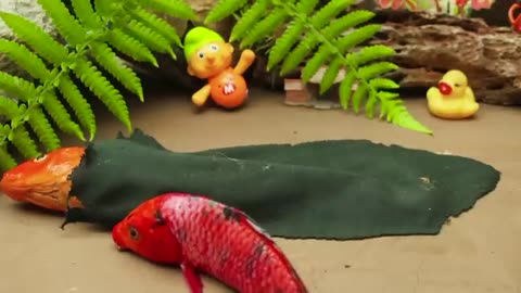 New 💕 FUN VIDEOS OF FISH💕Stop Motion ASMR Colorful Koi Fish Carp & Carp, Koi Fish, Catfish, Crab,