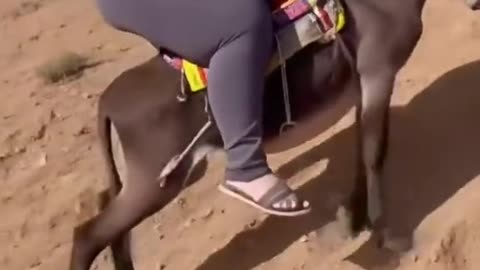 Will the donkey's back break🤣🤣🤣🤣