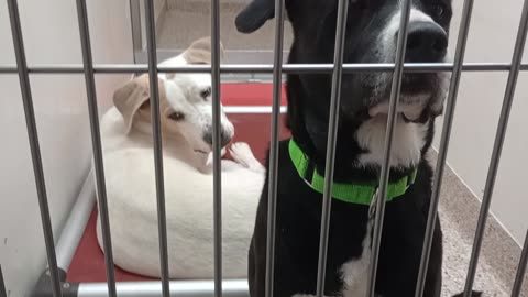 Luke-black lab 5y A876695 Rex 9 mo A856850 kennel 170 PACC shelter gave some space 2 Luke2025824923