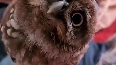 Lovely Story of Bird and human ❤️