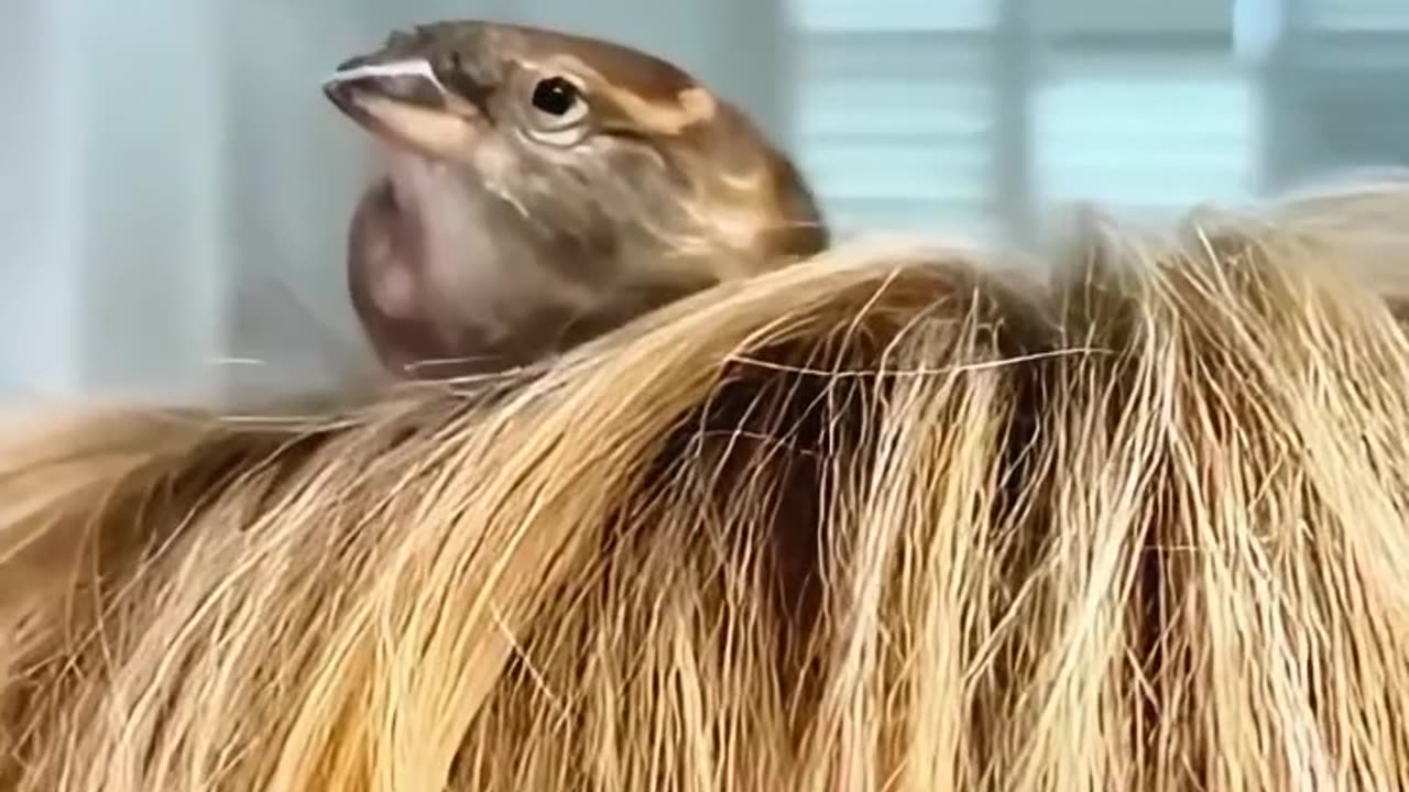 A kind woman rescued a helpless sparrow by her car window ❤️