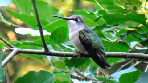 Hummingbird
