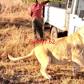 Giant Lions Nope, Just Cats! #shorts #trending #shortsfeed